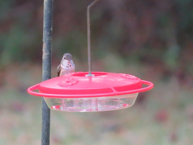 kalypta rezavolesklá/Allenova - ML644265321