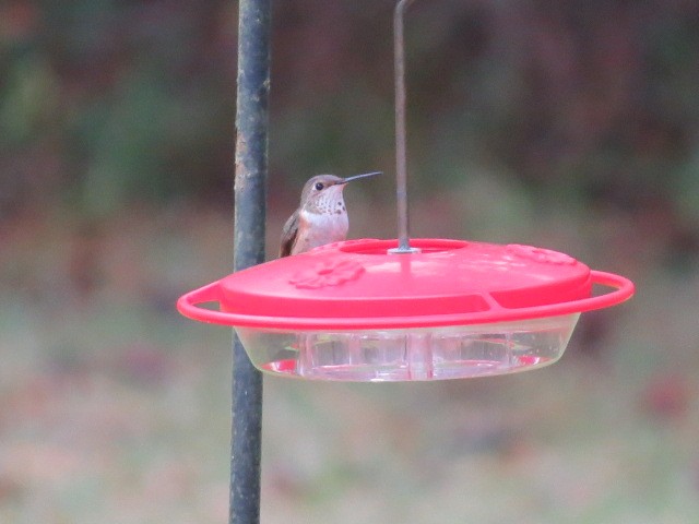 kalypta rezavolesklá/Allenova - ML644265322