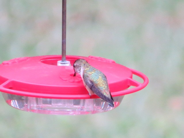 kalypta rezavolesklá/Allenova - ML644265323