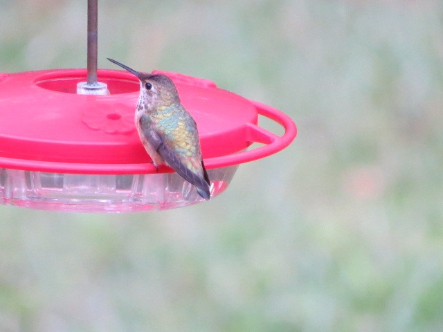 kalypta rezavolesklá/Allenova - ML644265324