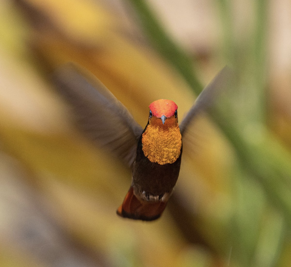 ルビートパーズハチドリ - ML644265325