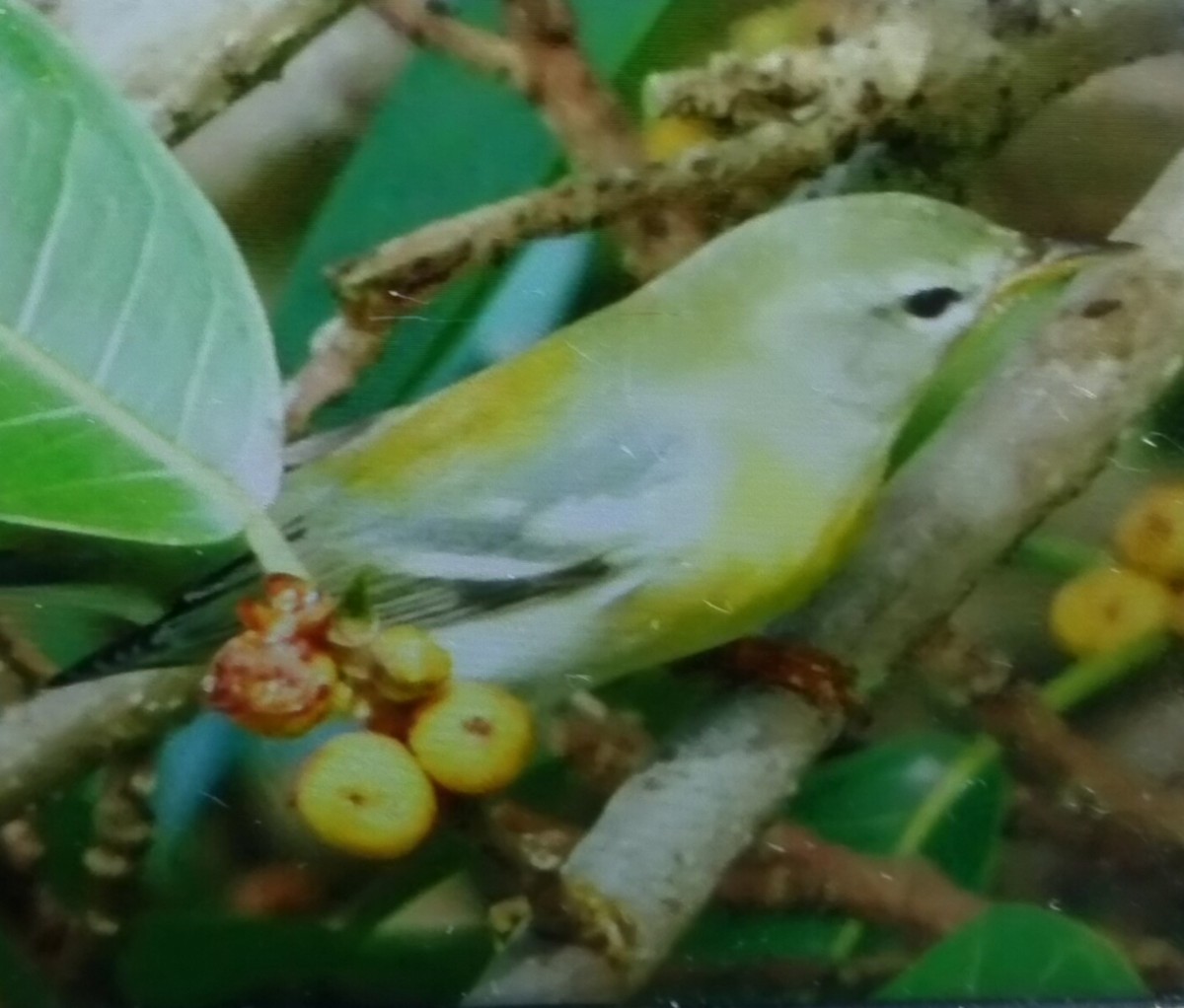 Очковая древесница - ML644265330