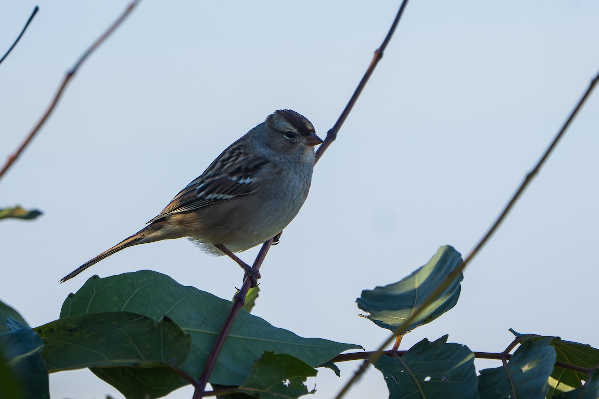 Dachsammer - ML644265339