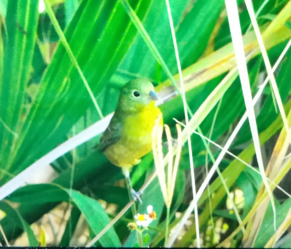 Papstfink - ML644265349