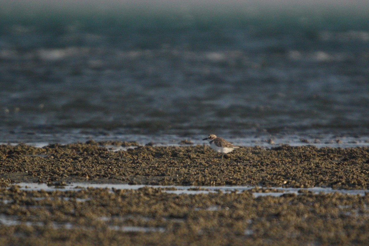 חופמי חוף - ML644265350