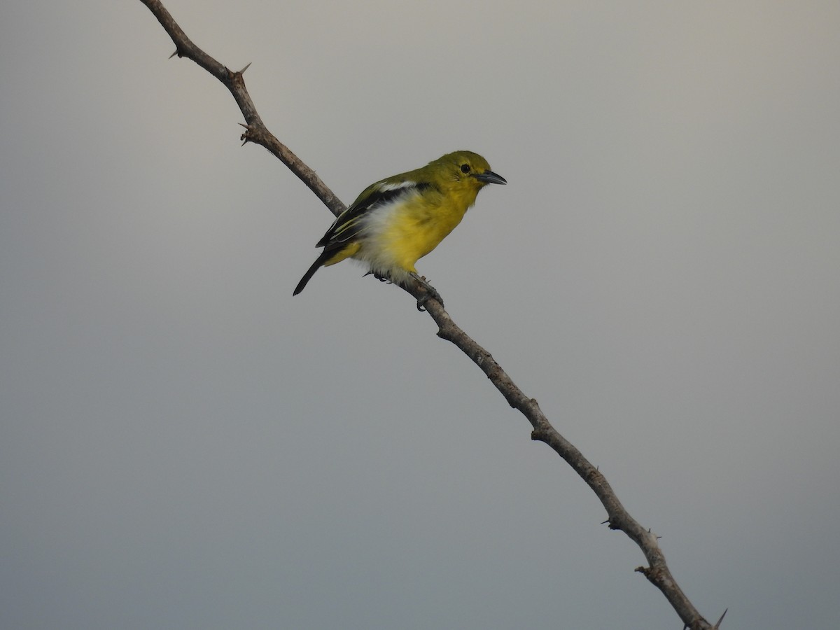 Common Iora - ML644265365