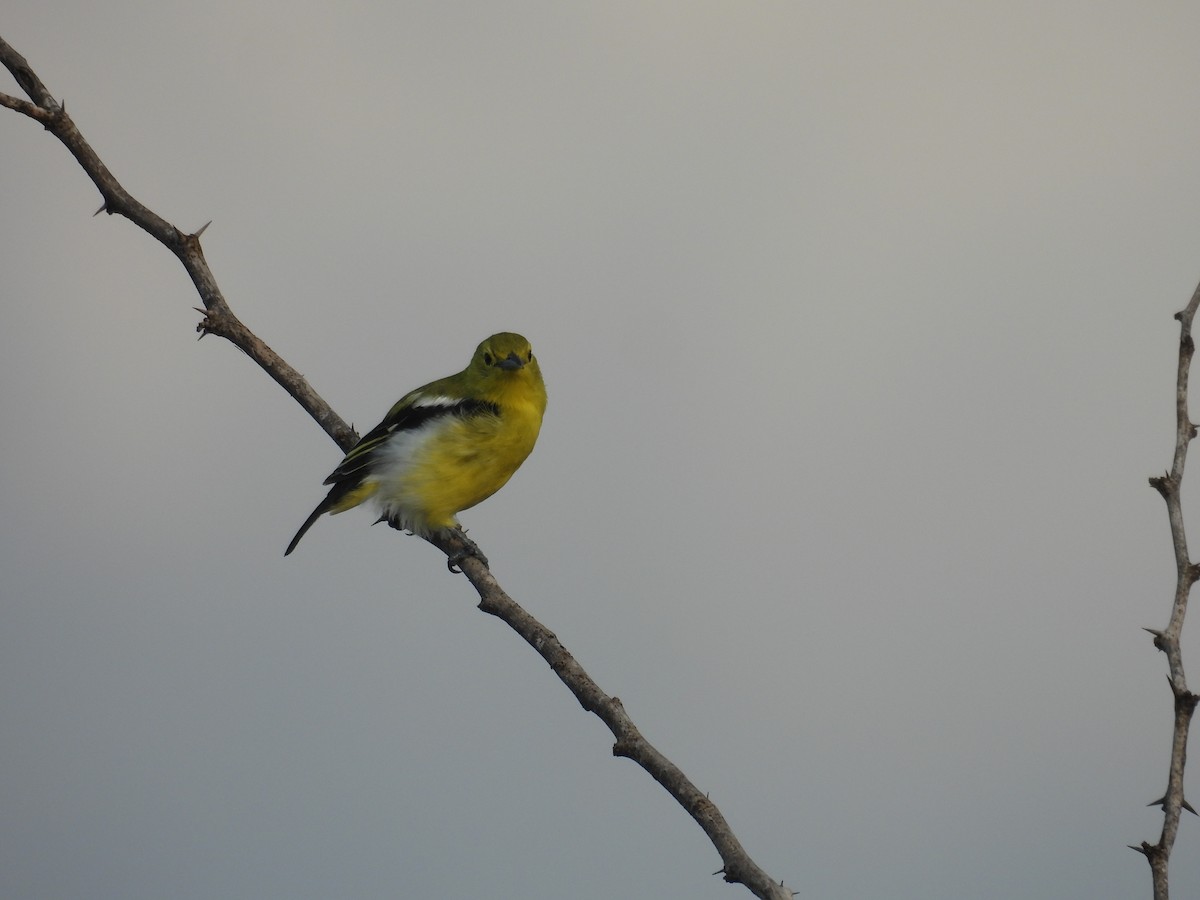 Common Iora - ML644265367
