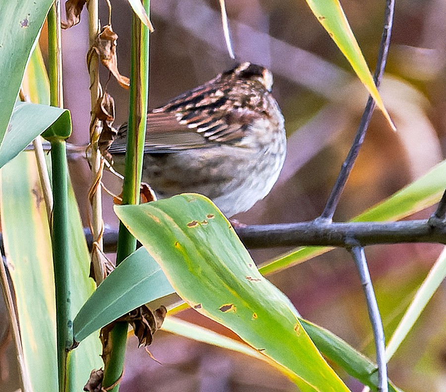 ノドジロシトド - ML644265378