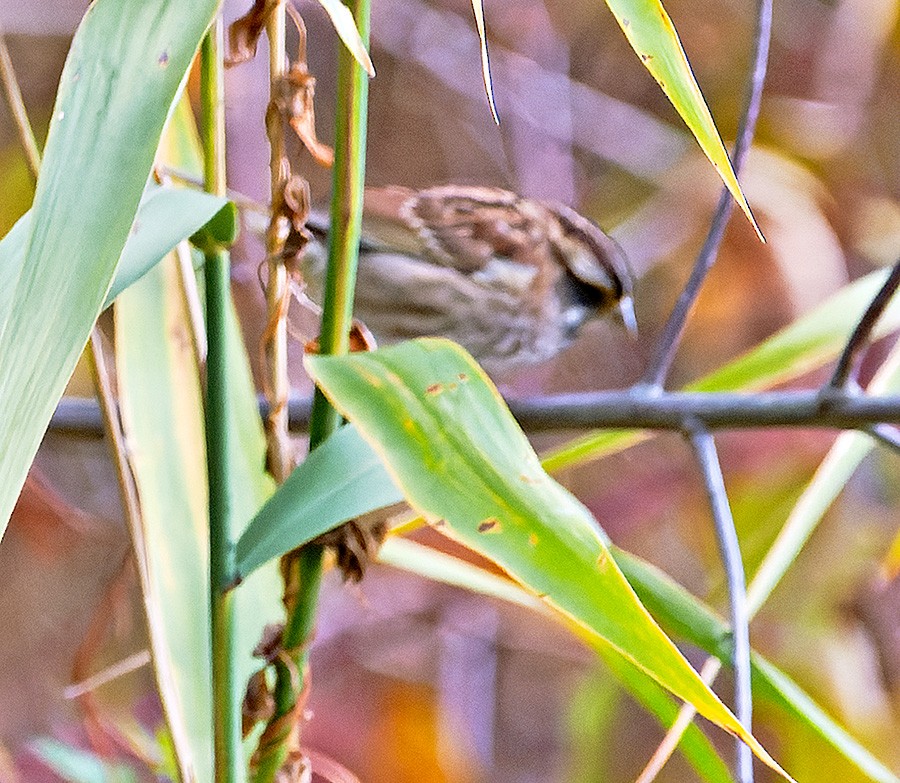 ノドジロシトド - ML644265379