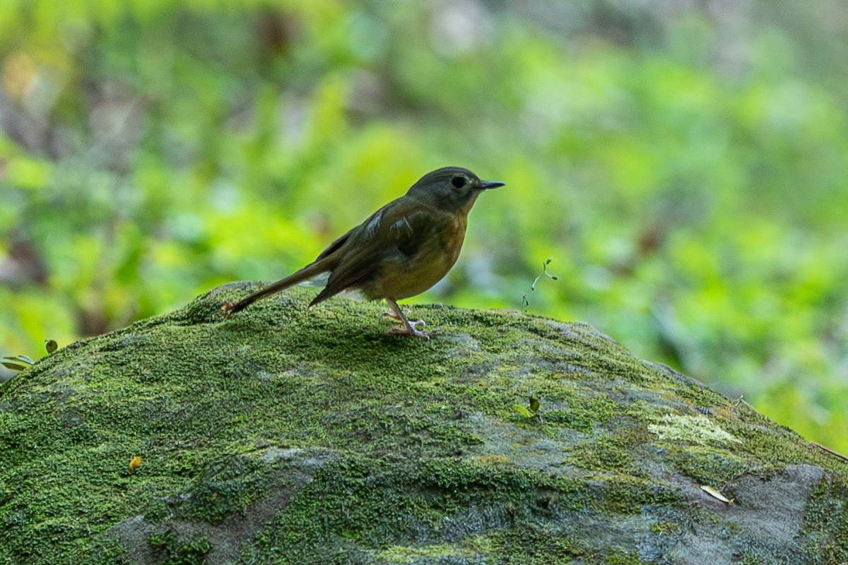 Pale-chinned Flycatcher - ML644265385