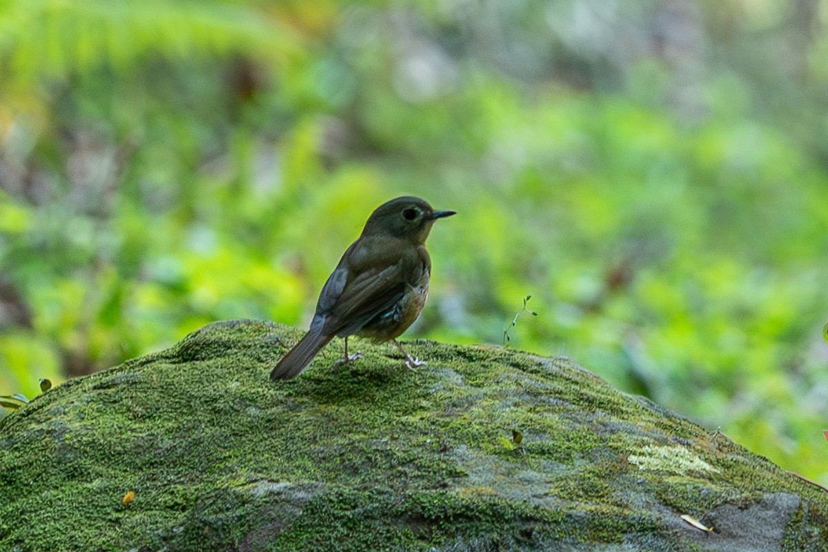 Pale-chinned Flycatcher - ML644265386