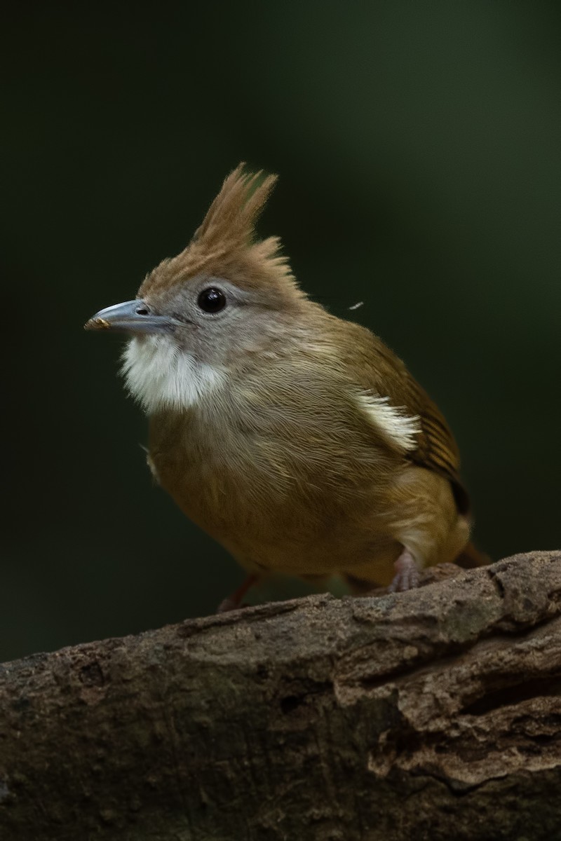 Bulbul ocré - ML644265387