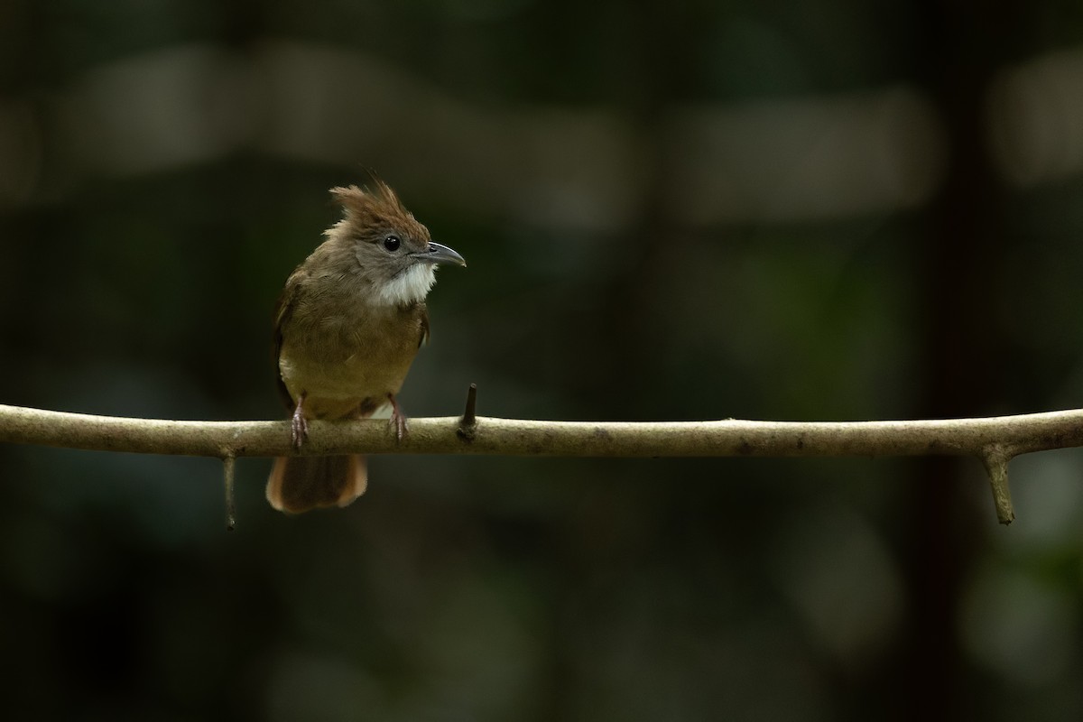 Bulbul ocré - ML644265388