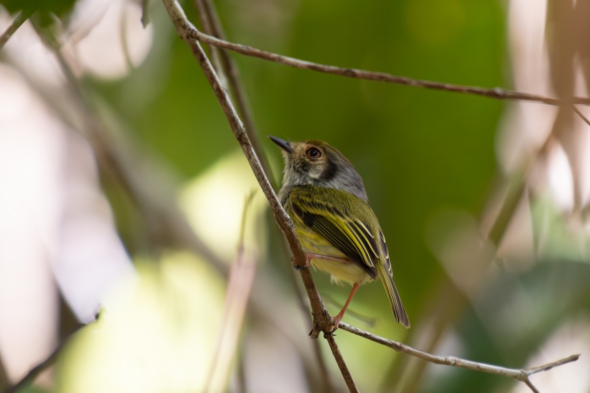 Eared Pygmy-Tyrant - ML644265389