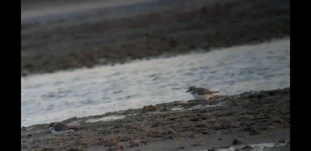 חופמי חוף - ML644265390