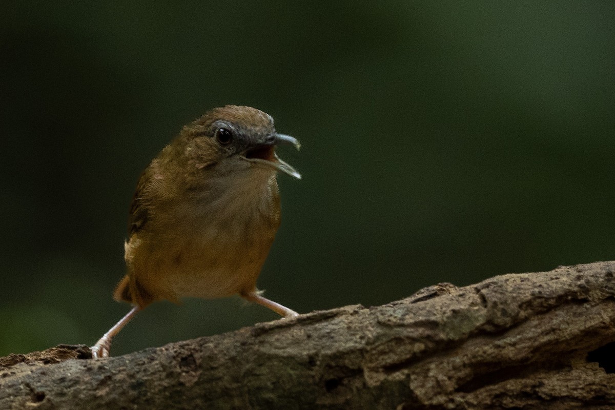 Abbott's Babbler - ML644265396