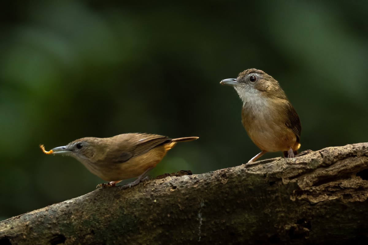 Abbott's Babbler - ML644265397