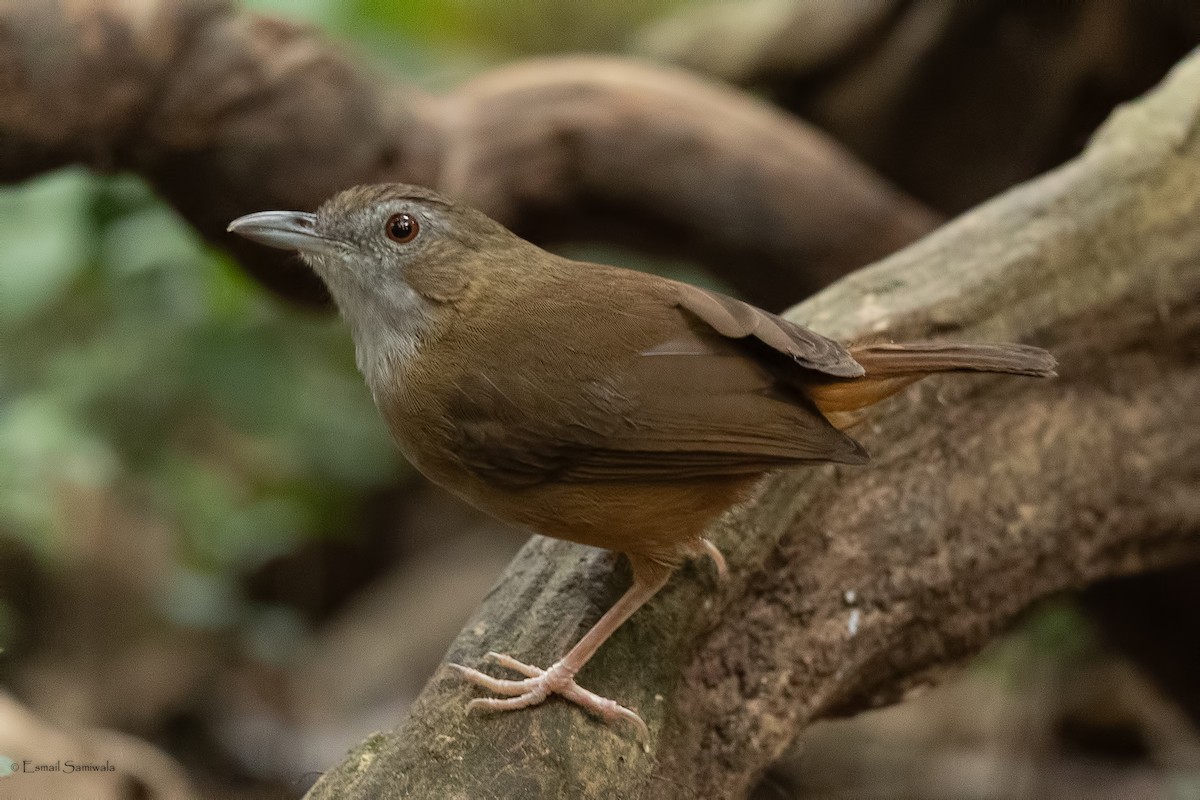Abbott's Babbler - ML644265398