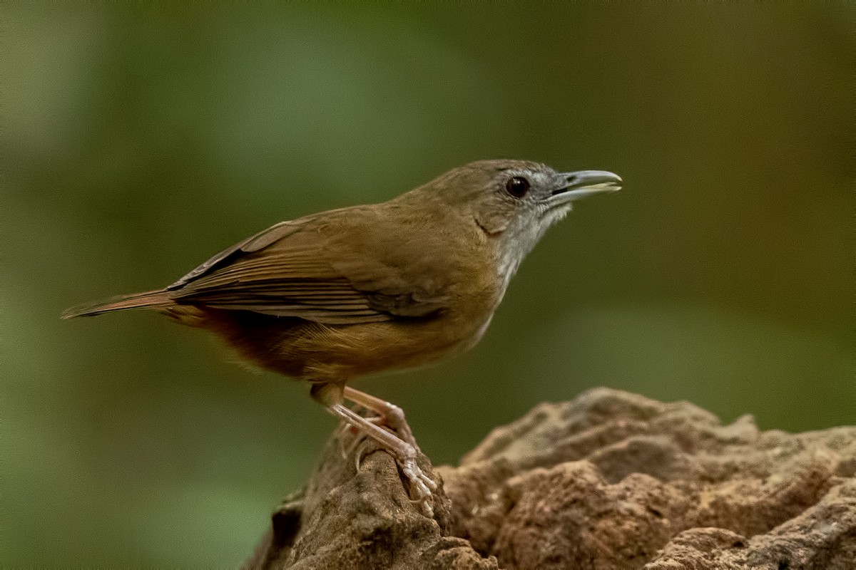 Abbott's Babbler - ML644265399