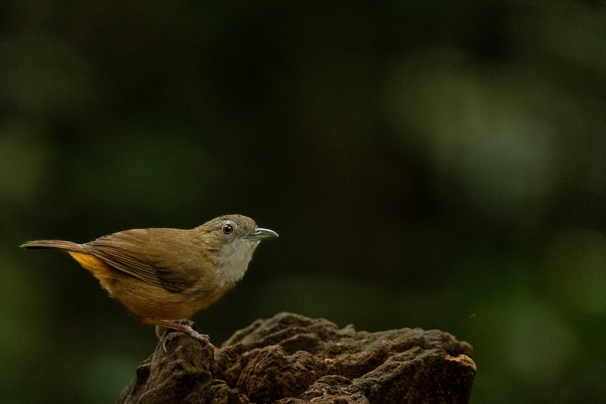 Abbott's Babbler - ML644265400