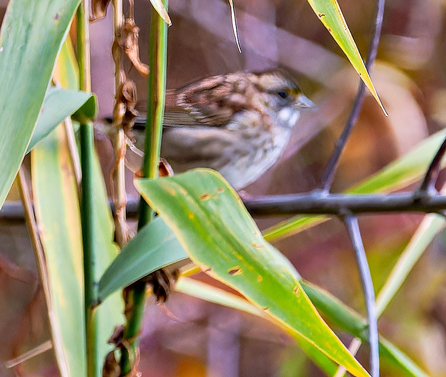 ノドジロシトド - ML644265401