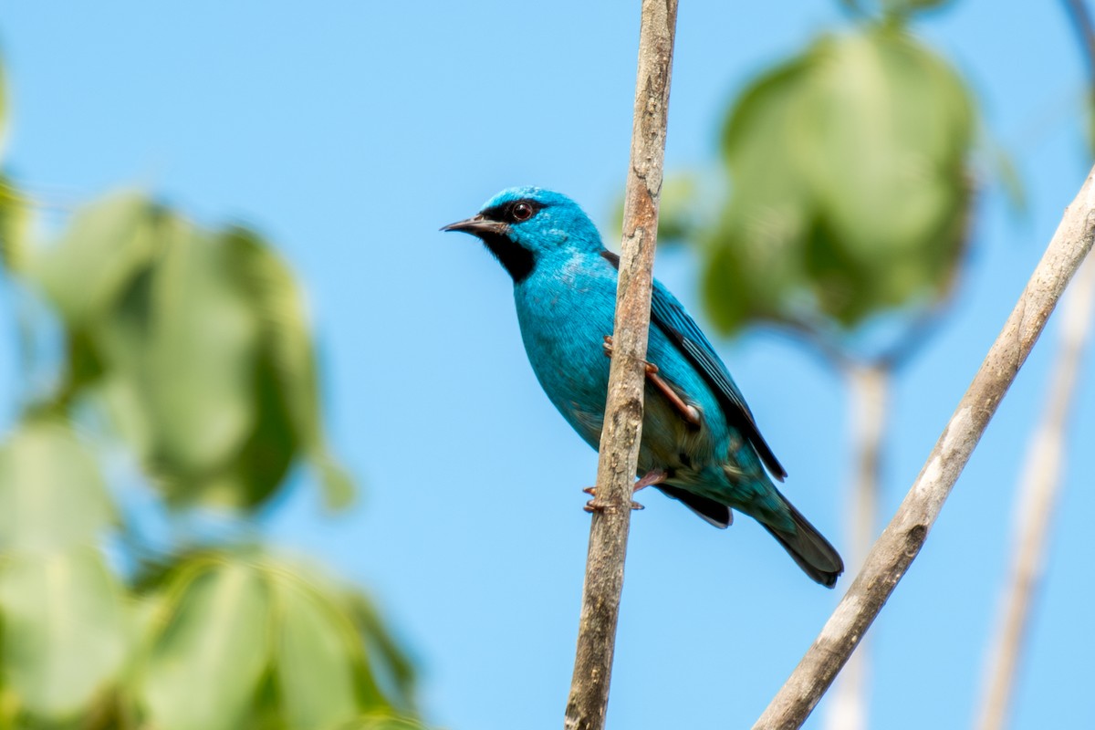 Blue Dacnis - ML644265402