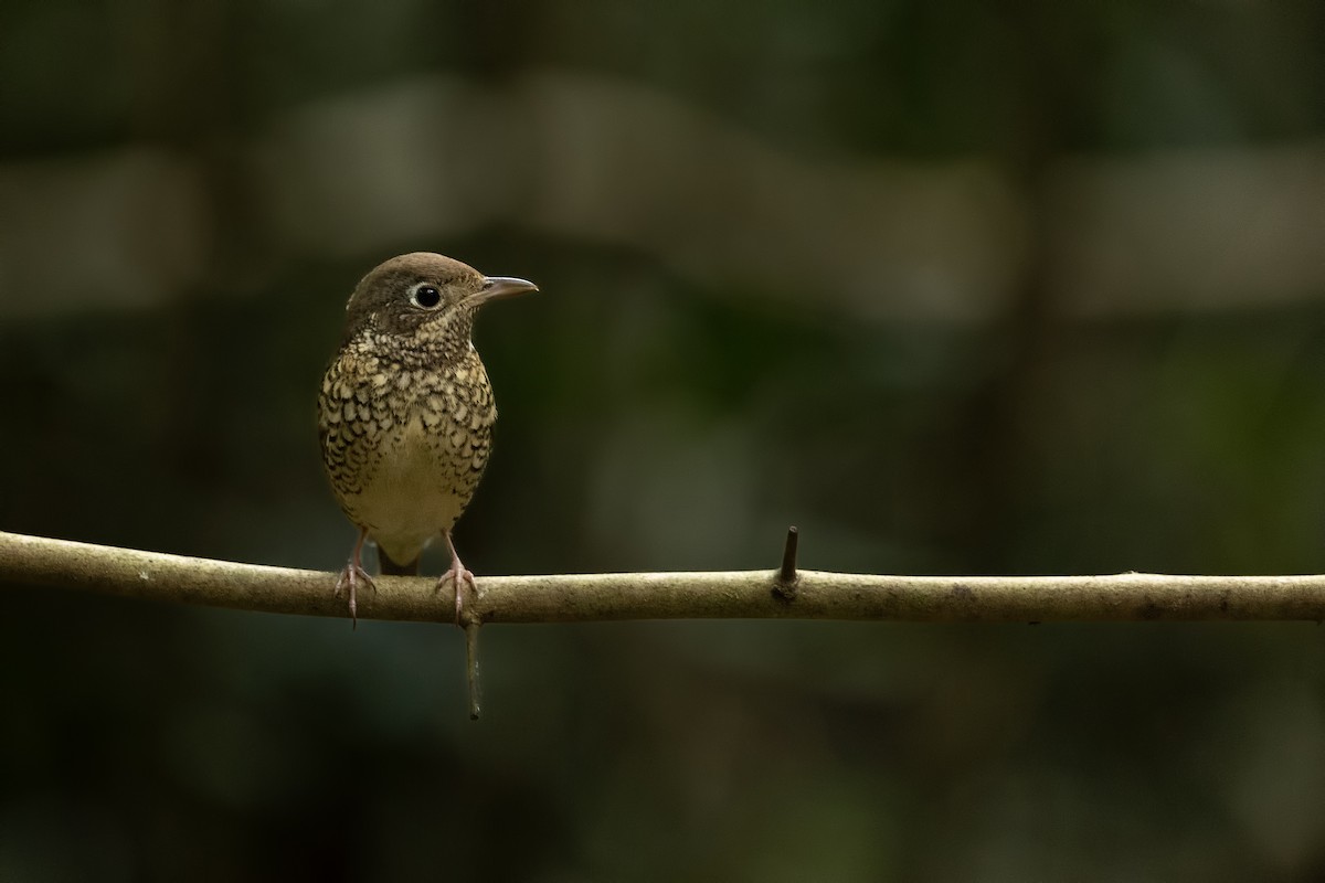 Ak Boğazlı Taşkızılı - ML644265416