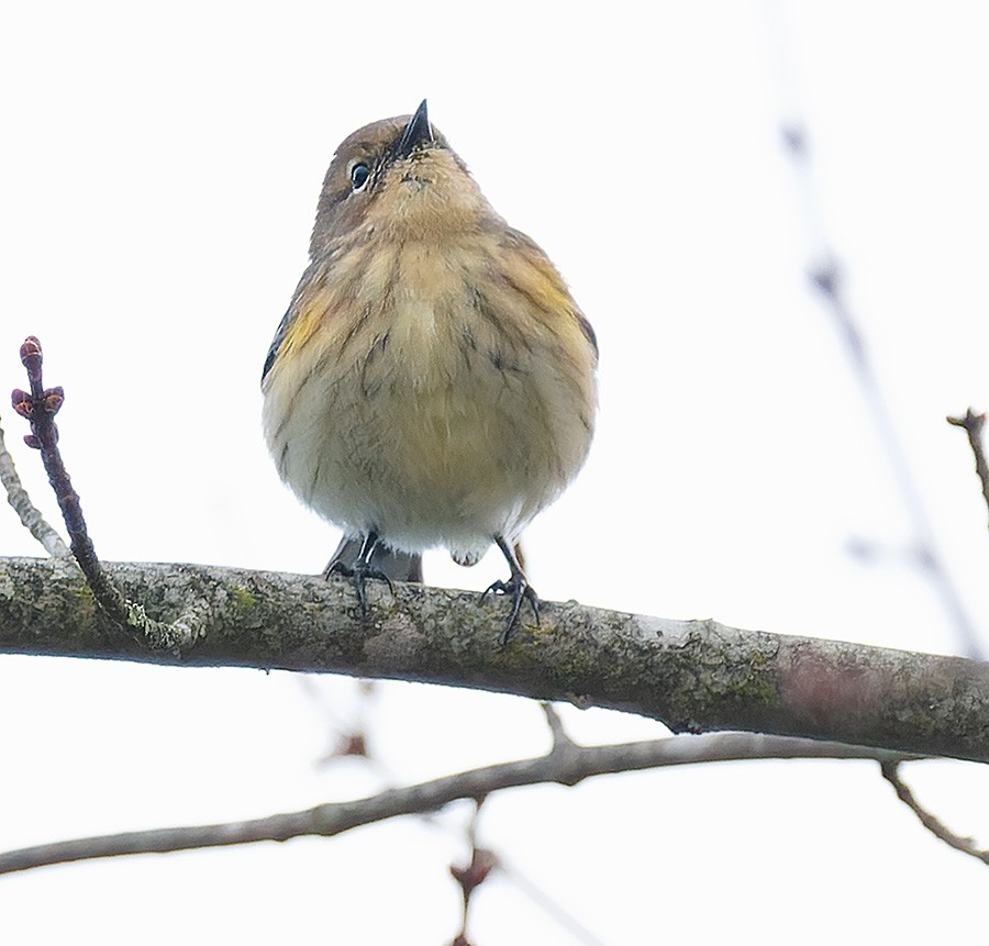 キヅタアメリカムシクイ（coronata） - ML644265434