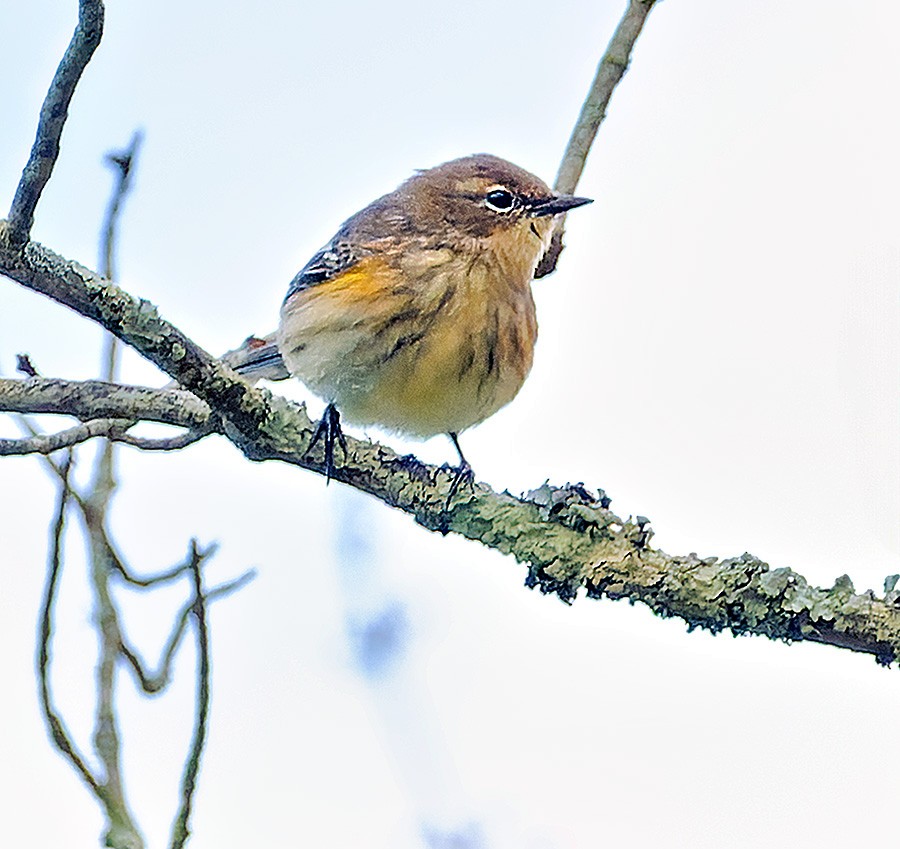 キヅタアメリカムシクイ（coronata） - ML644265435