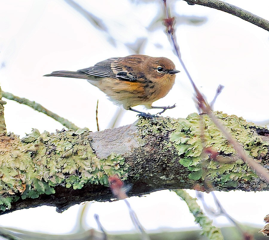 キヅタアメリカムシクイ（coronata） - ML644265436