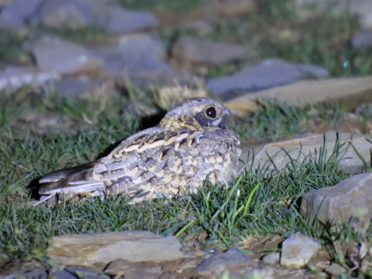 Hint Çobanaldatanı - ML644265438