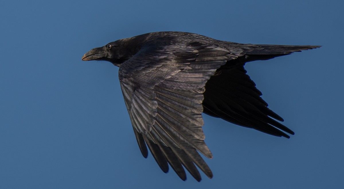 Cuervo Grande - ML644265439