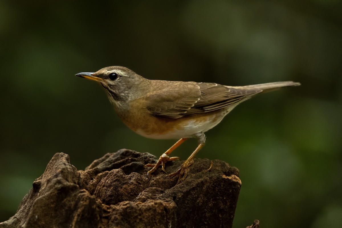 Халиун хөөндэй - ML644265445