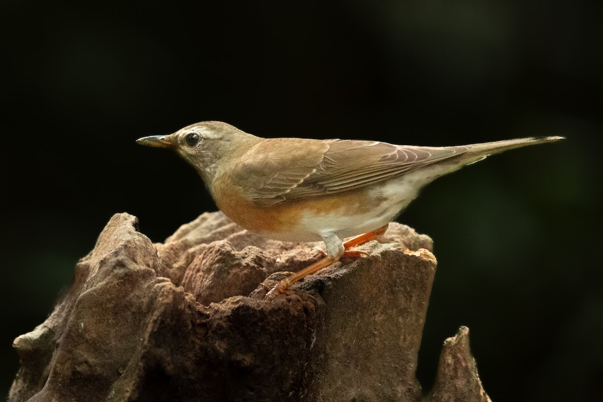 Халиун хөөндэй - ML644265446