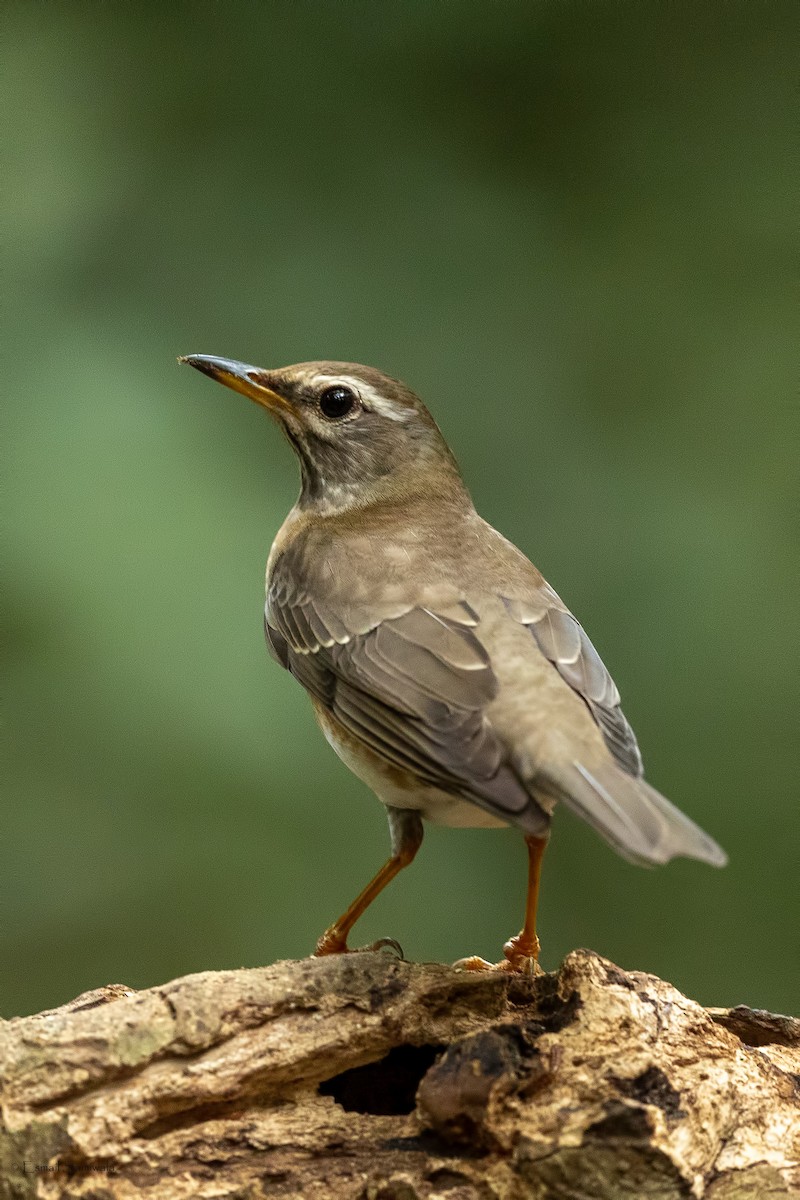 Халиун хөөндэй - ML644265447