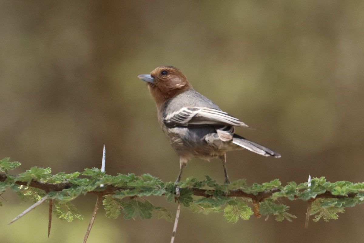 Red-throated Tit - ML644265457