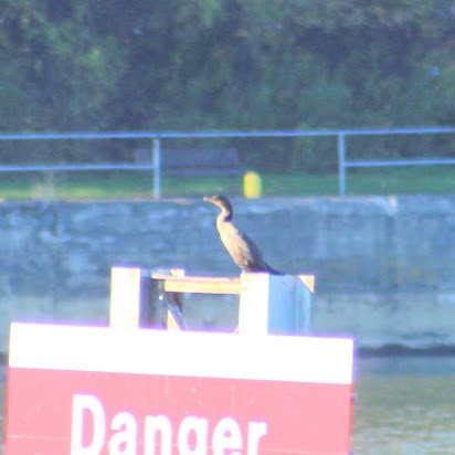 Cormorán Orejudo - ML644265474