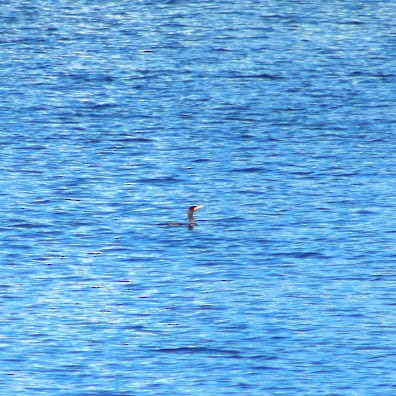 Cormorán Orejudo - ML644265475