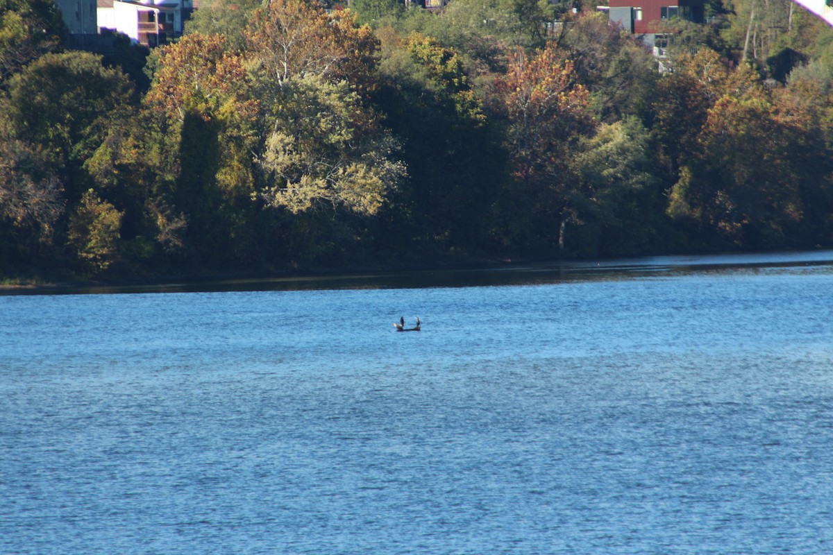 Cormorán Orejudo - ML644265476