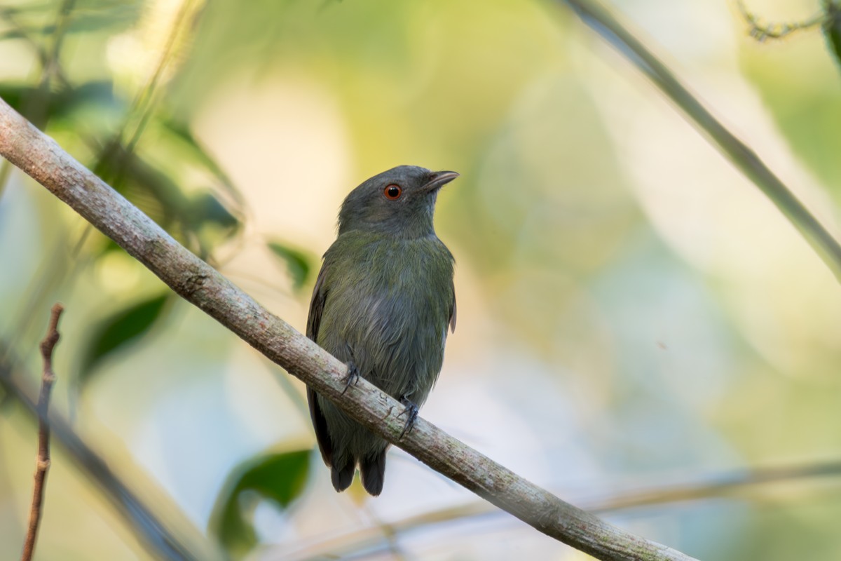 White-crowned Manakin - ML644265479