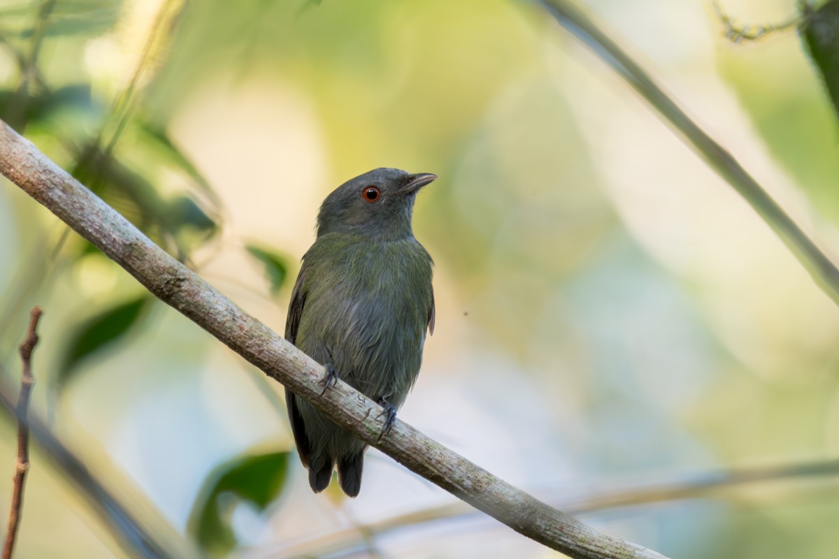 White-crowned Manakin - ML644265480