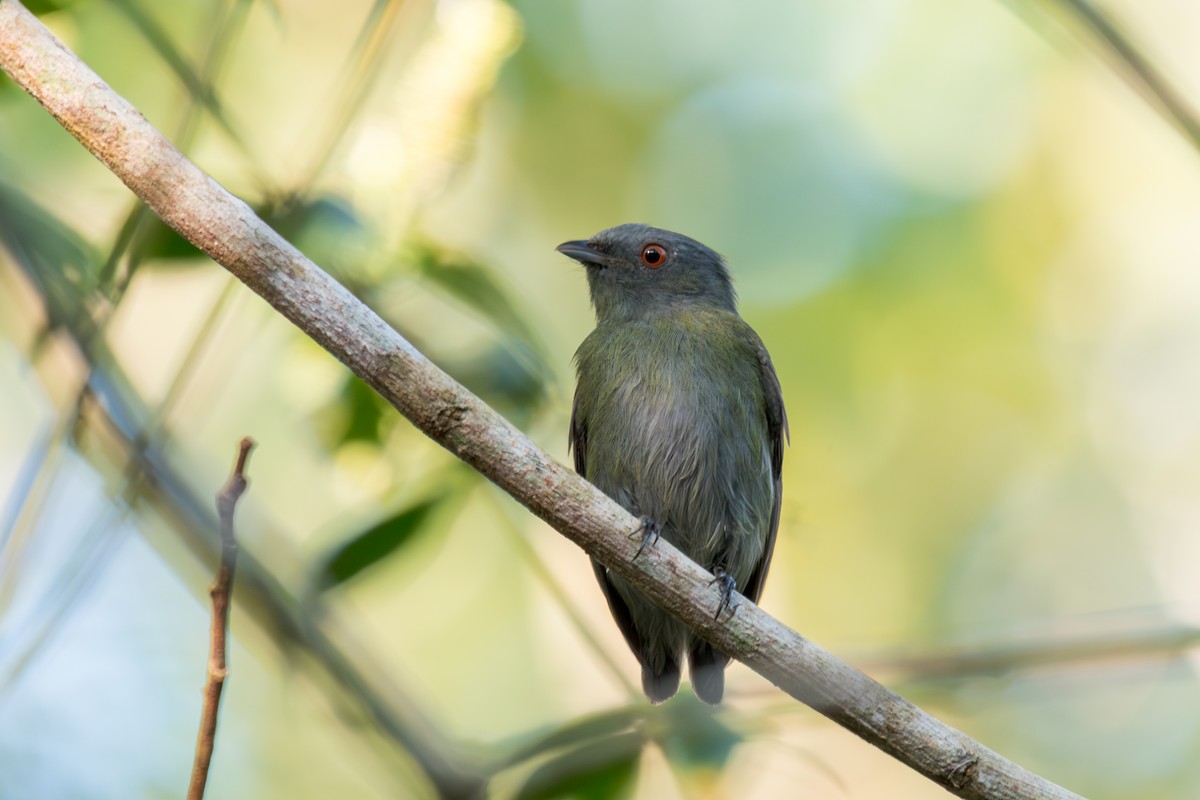 White-crowned Manakin - ML644265481