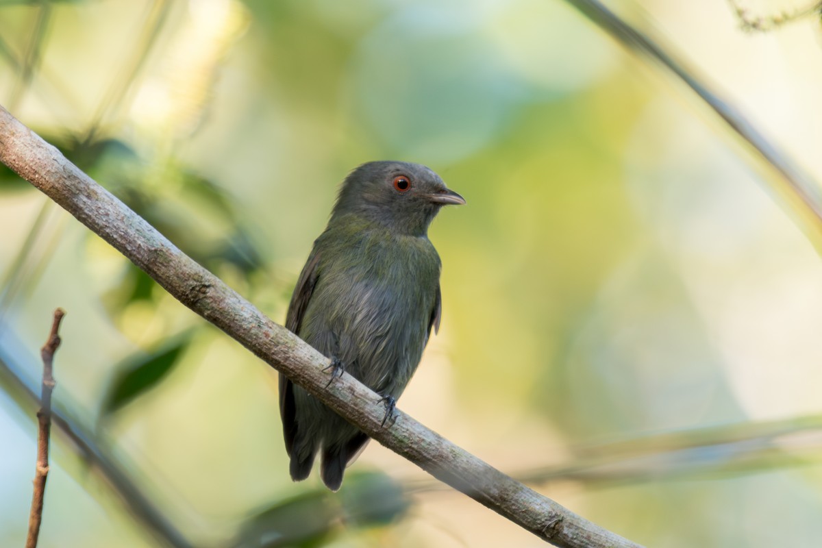 White-crowned Manakin - ML644265482
