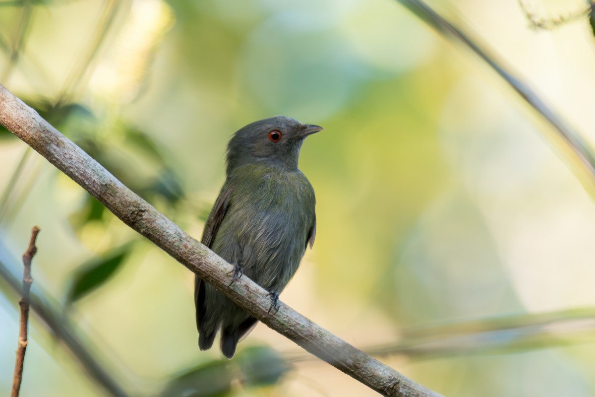 White-crowned Manakin - ML644265483