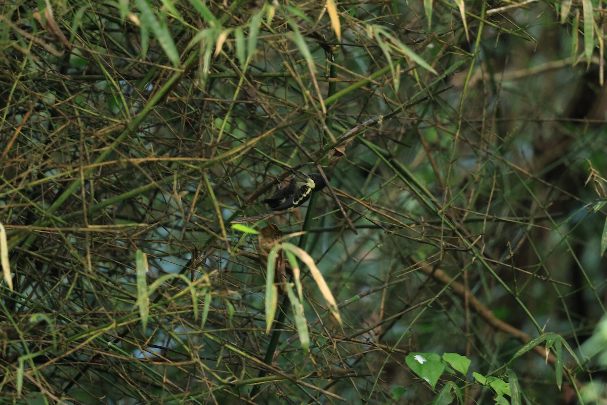 svarttopphjertespett - ML644265484