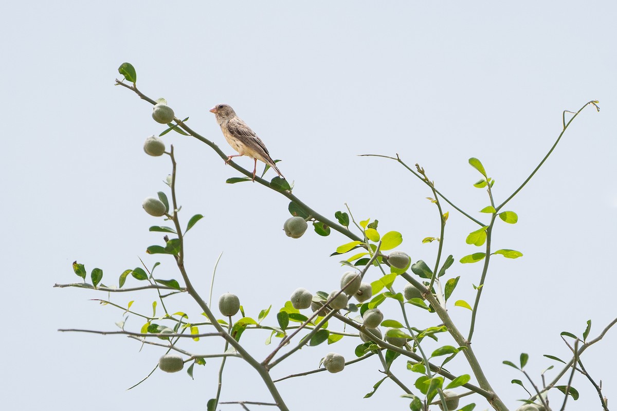 White-rumped Seedeater - ML644265488