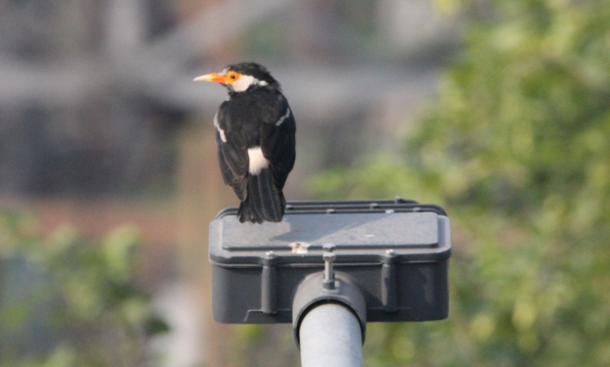 印度鵲椋鳥 - ML644265493