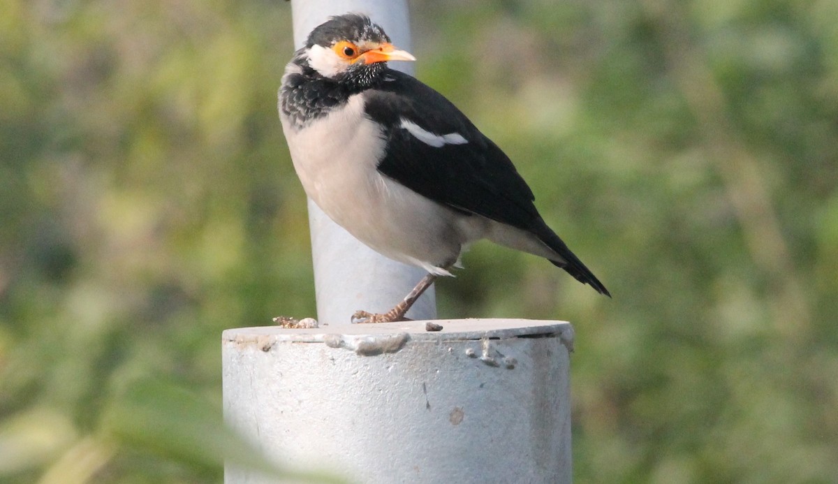 印度鵲椋鳥 - ML644265494