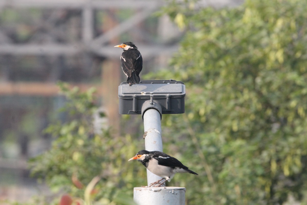 印度鵲椋鳥 - ML644265495