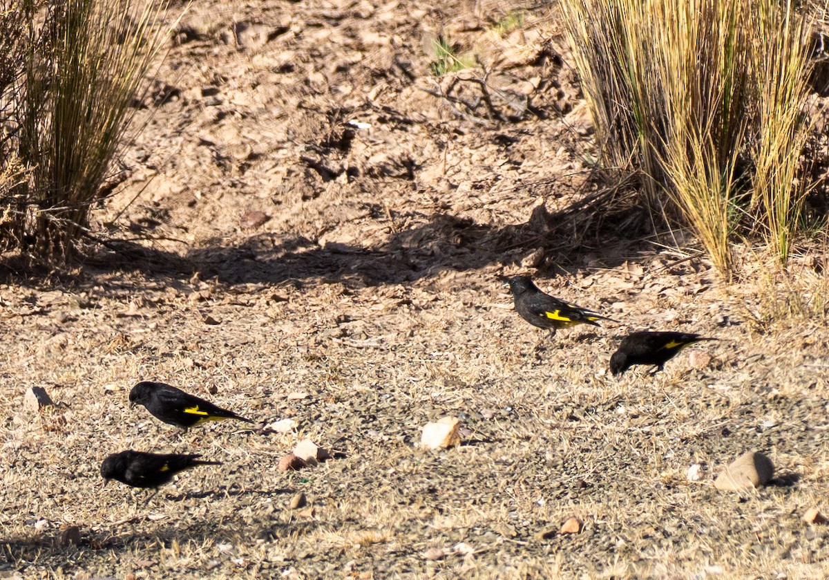 Schwarzzeisig - ML644265518